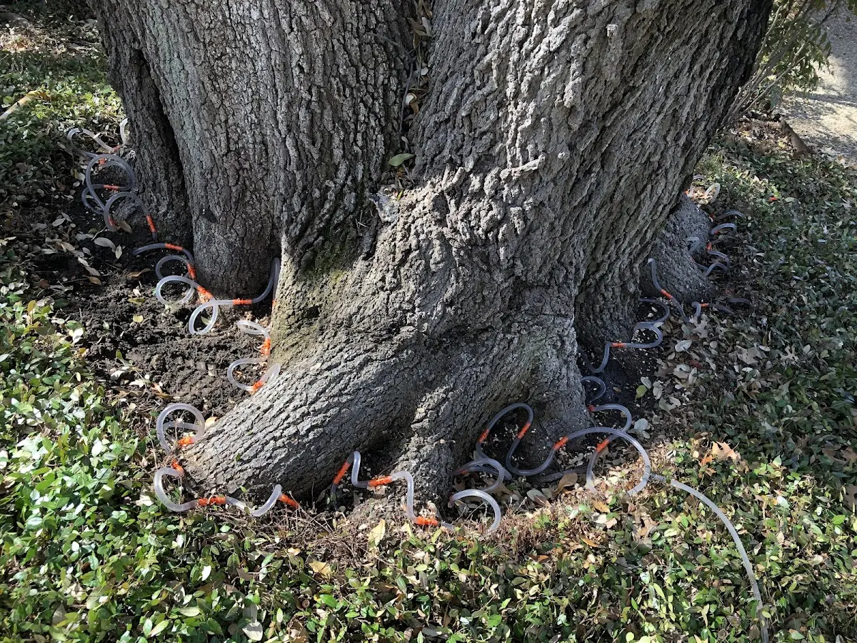 Detailed Tree Cabling and Bracing job site in Fishtail