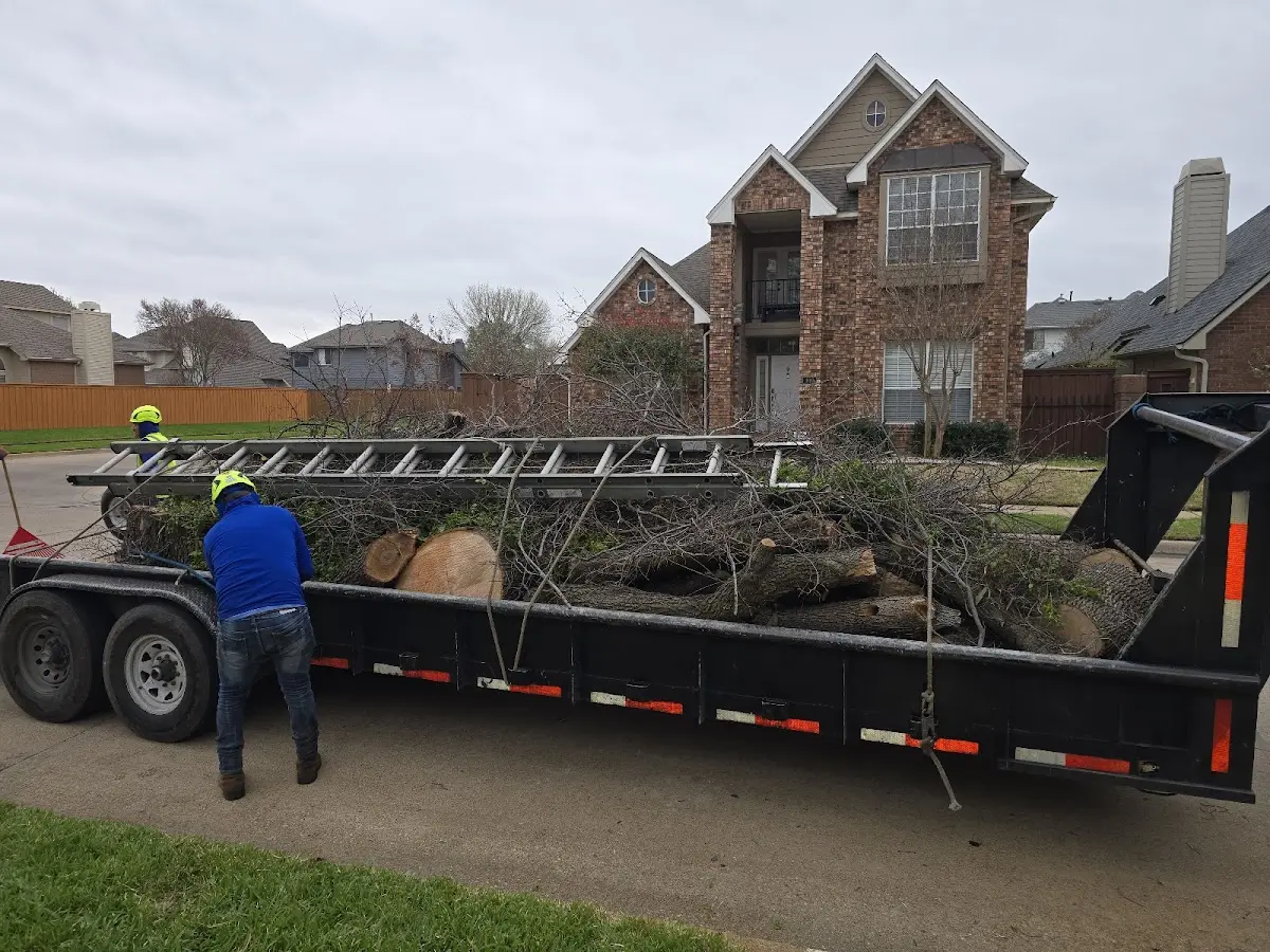 Expert Tree Pest Control with proper safety equipment in Fishtail